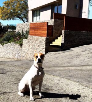 Larissa Andrade Instagram - Pose para a foto mamãe ... Iggy striking the pose #boss  #rescuedog 🐶😎@mynameisiggyboy