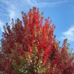 Larry Hryb Instagram - The bright, brisk, brilliantly beautiful Autumnal days have arrived. Seattle, Washington