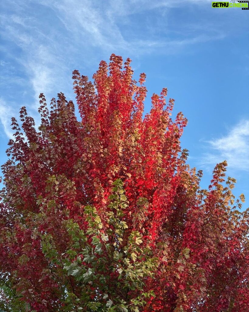 Larry Hryb Instagram - The bright, brisk, brilliantly beautiful Autumnal days have arrived. Seattle, Washington