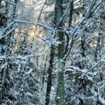 Larry Hryb Instagram - Our back garden. Covered in a blanket of snow. Very rare for Seattle.