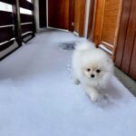 Laura Lajevardi Instagram - Cookie 🍪