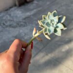 Lauren Jauregui Instagram - Been a minute, just some pictures and thoughts. The world is so very violent, but also so very soft. I pray for peace in the hearts & minds of us all. The one thing and only thing that allows me to continue to move forward is Love. The Love that I feel around me and see so deeply in the power of community here online. The only thing that will move us forward is this Love..so I relax into it, I cultivate it, I connect it, I experience it, I spread it, I embody it, I express it, I move with it for myself and every single soul that I encounter in this life. Because Love doesn’t leave 19 children dead. Love doesn’t make teachers have to sacrifice their lives. Love wouldn’t want to harm someone because of the color of their skin. Love would never militarize police. Love wouldn’t need police. Love is impact these children had on their families. Love is the conduit of healing. Love is what connects us all. It is what we come from & where we will return to. It’s what will bring the imagination of a safer, more inclusive, present, loving, caring reality to fruition in our lifetimes. We can choose to get lost in the anger, outrage and helplessness or we can look at our collective pain and ask ourselves how we are pouring love & kindness and integrity & HONESTY into every single word we speak over ourselves & others & every single choice we make to be a part of the problem or solution. This moment is deeper than politics and who’s in office. This is about who’s raising this generation of babies. This is about who we want to be as humans on this Earth. This moment is one of many that has left me breathless with tears asking why, but it is the last feeling like there is nothing I can do. There are endless things we can all do to heal and the first step is inward. Cultivate joy, be as present as you can, tell those you love that you LOVE them & show up every time you have a chance. Dance. Sing. Play. Create. Cry. Do what you have to do but let yourself feel this moment and ground yourself in the power that YOU have to bring more light and love into this reality we’re all sharing. (And remember to turn off the news, get off the internet and breathe sometimes.) I love you. 🤍✨