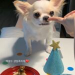 Lee Eun-jae Instagram – 귀염둥이 아가강아지 호두의 두번째생일😭😭