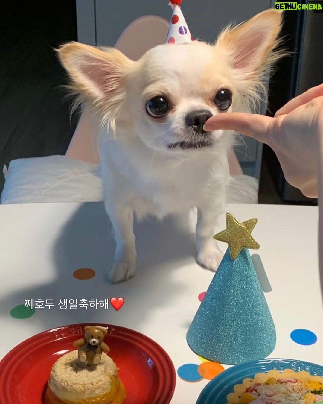 Lee Eun-jae Instagram - 귀염둥이 아가강아지 호두의 두번째생일😭😭