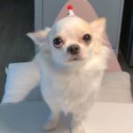 Lee Eun-jae Instagram - 귀염둥이 아가강아지 호두의 두번째생일😭😭
