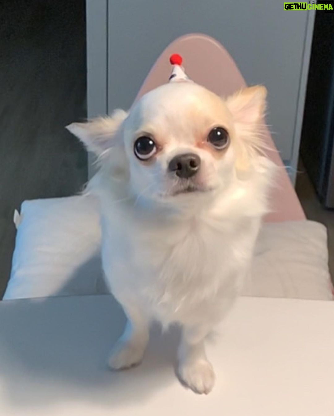 Lee Eun-jae Instagram - 귀염둥이 아가강아지 호두의 두번째생일😭😭