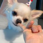 Lee Eun-jae Instagram - 귀염둥이 아가강아지 호두의 두번째생일😭😭
