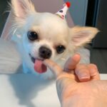 Lee Eun-jae Instagram - 귀염둥이 아가강아지 호두의 두번째생일😭😭