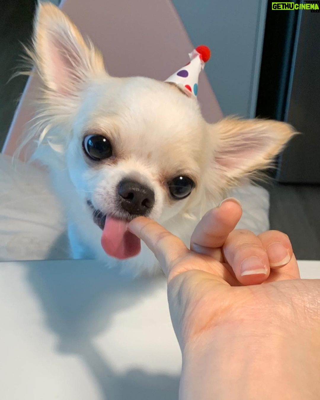 Lee Eun-jae Instagram - 귀염둥이 아가강아지 호두의 두번째생일😭😭