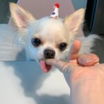Lee Eun-jae Instagram - 귀염둥이 아가강아지 호두의 두번째생일😭😭