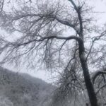 Lee Oi-soo Instagram - 외국의 언론들은 코로나19사태에 즈음해서 대한민국의 위기대처능력을 이구동성으로 칭찬하고 있는데, 정작 한국의 썩어빠진 정치꾼들이나 기레기들이, 그리고 사이비 종교인들이, 가증스럽게도 나라 걱정을 하는 척 하면서 현정부를 헐뜯기에 여념이 없습니다. 특히 나이깨나 잡수신 양반들, 상습적으로 부정부패를 일삼거나 뻑하면 종북좌빨 타령이나 일삼고 멀쩡한 사람을 간첩으로 몰아서 죽이던 독재자들, 국가와 국민을 보호하고 지켜야 하는 군대를 한낱 개인의 집권연장의 도구로 생각하고 선량한 시민을 상대로 발포를 서슴지 않았던 개잡놈. 그놈을 추앙하거나 그 시절을 그리워하는 무리들에게 끔찍한 재앙이 있기를 빕니다. 나이깨나 처잡수신 분들이, 진실과 정의를 보지 못하고, 거짓과 모함에 속아서, 부화뇌동하는 현실을 보면서, 그분들을 인간으로 대접해 드리는 것이 죄악이요 망국이라는 사실을 다시 한번 절실하게 깨닫습니다. 특히 사이비 정치꾼들이나 사이비 종교지도자들의 선전선동에 속아서 거리로 뒤쳐나가 자신들이 나라를 말아 먹는 짓거리에 앞장서는 줄도 모르고 마구잡이로 태극기를 흔들어대는, 저 무지막지한 태극기 모독단들. 그분들이 정신 차릴 날이 오기를 기대하지는 않겠습니다. 제발 나라 걱정 하는 척은 말아 주시기 바랍니다. 역겹습니다. 솔직히 말씀드리지만 당신들은 코로나19보다 더 국가와 국민을 위태롭게 만드는 존재들입니다. 당신들은 어떤 방법으로도 치료되거나 퇴치될 수 없는 질병들을 퍼뜨리고 있습니다. 가증스럽게도 어떤 오지라퍼들은 제가 소설은 쓰지 않고 정치에 관심을 가진다는 사실을 빌미로 반감을 표출합니다. 그런데 기자라는 분들이 기사는 쓰지 않고 소설을 쓰고 있다는 현실 앞에서는 띠바, 찍소리도 하지 않습니다. 저는 라는 소설을 통해, 세상을 썩지 않게 만드는 방부제가 되어야 할 사람들이 오히려 부패촉진제가 되어 세상을 말아 먹고 있다는 사실을 개탄한 적이 있습니다. 갈수록 더해가는 느낌입니다. 하지만 행복한 시대가 도래하기 직전, 악마들이 보여 주는 최후의 발악은 그리 오래 걸리지 않는다는 특질을 가지고 있습니다. 선량하신 그대여. 오로지 존버.