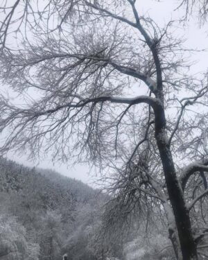 Lee Oi-soo Instagram - 외국의 언론들은 코로나19사태에 즈음해서 대한민국의 위기대처능력을 이구동성으로 칭찬하고 있는데, 정작 한국의 썩어빠진 정치꾼들이나 기레기들이, 그리고 사이비 종교인들이, 가증스럽게도 나라 걱정을 하는 척 하면서 현정부를 헐뜯기에 여념이 없습니다. 
특히 나이깨나 잡수신 양반들, 상습적으로 부정부패를 일삼거나 뻑하면 종북좌빨 타령이나 일삼고 멀쩡한 사람을 간첩으로 몰아서 죽이던 독재자들, 국가와 국민을 보호하고 지켜야 하는 군대를 한낱 개인의 집권연장의 도구로 생각하고 선량한 시민을 상대로 발포를 서슴지 않았던 개잡놈. 그놈을 추앙하거나 그 시절을 그리워하는 무리들에게 끔찍한 재앙이 있기를 빕니다. 
나이깨나 처잡수신 분들이, 진실과 정의를 보지 못하고, 거짓과 모함에 속아서, 부화뇌동하는 현실을 보면서, 그분들을 인간으로 대접해 드리는 것이 죄악이요 망국이라는 사실을 다시 한번 절실하게 깨닫습니다. 
특히 사이비 정치꾼들이나 사이비 종교지도자들의 선전선동에 속아서 거리로 뒤쳐나가 자신들이 나라를 말아 먹는 짓거리에 앞장서는 줄도 모르고 마구잡이로 태극기를 흔들어대는, 저 무지막지한 태극기 모독단들. 
그분들이 정신 차릴 날이 오기를 기대하지는 않겠습니다. 제발 나라 걱정 하는 척은 말아 주시기 바랍니다. 역겹습니다. 솔직히 말씀드리지만 당신들은 코로나19보다 더 국가와 국민을 위태롭게 만드는 존재들입니다. 당신들은 어떤 방법으로도 치료되거나 퇴치될 수 없는 질병들을 퍼뜨리고 있습니다. 
가증스럽게도 어떤 오지라퍼들은 제가 소설은 쓰지 않고 정치에 관심을 가진다는 사실을 빌미로 반감을 표출합니다. 그런데 기자라는 분들이 기사는 쓰지 않고 소설을 쓰고 있다는 현실 앞에서는 띠바, 찍소리도 하지 않습니다. 
저는 <보복대행전문주식회사>라는 소설을 통해, 세상을 썩지 않게 만드는 방부제가 되어야 할 사람들이 오히려 부패촉진제가 되어 세상을 말아 먹고 있다는 사실을 개탄한 적이 있습니다.  갈수록 더해가는 느낌입니다.
하지만 행복한 시대가 도래하기 직전, 악마들이 보여 주는 최후의 발악은 그리 오래 걸리지 않는다는 특질을 가지고 있습니다.
선량하신 그대여. 
오로지 존버.