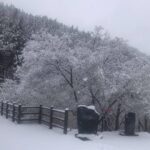 Lee Oi-soo Instagram - 외국의 언론들은 코로나19사태에 즈음해서 대한민국의 위기대처능력을 이구동성으로 칭찬하고 있는데, 정작 한국의 썩어빠진 정치꾼들이나 기레기들이, 그리고 사이비 종교인들이, 가증스럽게도 나라 걱정을 하는 척 하면서 현정부를 헐뜯기에 여념이 없습니다. 특히 나이깨나 잡수신 양반들, 상습적으로 부정부패를 일삼거나 뻑하면 종북좌빨 타령이나 일삼고 멀쩡한 사람을 간첩으로 몰아서 죽이던 독재자들, 국가와 국민을 보호하고 지켜야 하는 군대를 한낱 개인의 집권연장의 도구로 생각하고 선량한 시민을 상대로 발포를 서슴지 않았던 개잡놈. 그놈을 추앙하거나 그 시절을 그리워하는 무리들에게 끔찍한 재앙이 있기를 빕니다. 나이깨나 처잡수신 분들이, 진실과 정의를 보지 못하고, 거짓과 모함에 속아서, 부화뇌동하는 현실을 보면서, 그분들을 인간으로 대접해 드리는 것이 죄악이요 망국이라는 사실을 다시 한번 절실하게 깨닫습니다. 특히 사이비 정치꾼들이나 사이비 종교지도자들의 선전선동에 속아서 거리로 뒤쳐나가 자신들이 나라를 말아 먹는 짓거리에 앞장서는 줄도 모르고 마구잡이로 태극기를 흔들어대는, 저 무지막지한 태극기 모독단들. 그분들이 정신 차릴 날이 오기를 기대하지는 않겠습니다. 제발 나라 걱정 하는 척은 말아 주시기 바랍니다. 역겹습니다. 솔직히 말씀드리지만 당신들은 코로나19보다 더 국가와 국민을 위태롭게 만드는 존재들입니다. 당신들은 어떤 방법으로도 치료되거나 퇴치될 수 없는 질병들을 퍼뜨리고 있습니다. 가증스럽게도 어떤 오지라퍼들은 제가 소설은 쓰지 않고 정치에 관심을 가진다는 사실을 빌미로 반감을 표출합니다. 그런데 기자라는 분들이 기사는 쓰지 않고 소설을 쓰고 있다는 현실 앞에서는 띠바, 찍소리도 하지 않습니다. 저는 라는 소설을 통해, 세상을 썩지 않게 만드는 방부제가 되어야 할 사람들이 오히려 부패촉진제가 되어 세상을 말아 먹고 있다는 사실을 개탄한 적이 있습니다. 갈수록 더해가는 느낌입니다. 하지만 행복한 시대가 도래하기 직전, 악마들이 보여 주는 최후의 발악은 그리 오래 걸리지 않는다는 특질을 가지고 있습니다. 선량하신 그대여. 오로지 존버.