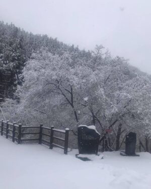 Lee Oi-soo Instagram - 외국의 언론들은 코로나19사태에 즈음해서 대한민국의 위기대처능력을 이구동성으로 칭찬하고 있는데, 정작 한국의 썩어빠진 정치꾼들이나 기레기들이, 그리고 사이비 종교인들이, 가증스럽게도 나라 걱정을 하는 척 하면서 현정부를 헐뜯기에 여념이 없습니다. 
특히 나이깨나 잡수신 양반들, 상습적으로 부정부패를 일삼거나 뻑하면 종북좌빨 타령이나 일삼고 멀쩡한 사람을 간첩으로 몰아서 죽이던 독재자들, 국가와 국민을 보호하고 지켜야 하는 군대를 한낱 개인의 집권연장의 도구로 생각하고 선량한 시민을 상대로 발포를 서슴지 않았던 개잡놈. 그놈을 추앙하거나 그 시절을 그리워하는 무리들에게 끔찍한 재앙이 있기를 빕니다. 
나이깨나 처잡수신 분들이, 진실과 정의를 보지 못하고, 거짓과 모함에 속아서, 부화뇌동하는 현실을 보면서, 그분들을 인간으로 대접해 드리는 것이 죄악이요 망국이라는 사실을 다시 한번 절실하게 깨닫습니다. 
특히 사이비 정치꾼들이나 사이비 종교지도자들의 선전선동에 속아서 거리로 뒤쳐나가 자신들이 나라를 말아 먹는 짓거리에 앞장서는 줄도 모르고 마구잡이로 태극기를 흔들어대는, 저 무지막지한 태극기 모독단들. 
그분들이 정신 차릴 날이 오기를 기대하지는 않겠습니다. 제발 나라 걱정 하는 척은 말아 주시기 바랍니다. 역겹습니다. 솔직히 말씀드리지만 당신들은 코로나19보다 더 국가와 국민을 위태롭게 만드는 존재들입니다. 당신들은 어떤 방법으로도 치료되거나 퇴치될 수 없는 질병들을 퍼뜨리고 있습니다. 
가증스럽게도 어떤 오지라퍼들은 제가 소설은 쓰지 않고 정치에 관심을 가진다는 사실을 빌미로 반감을 표출합니다. 그런데 기자라는 분들이 기사는 쓰지 않고 소설을 쓰고 있다는 현실 앞에서는 띠바, 찍소리도 하지 않습니다. 
저는 <보복대행전문주식회사>라는 소설을 통해, 세상을 썩지 않게 만드는 방부제가 되어야 할 사람들이 오히려 부패촉진제가 되어 세상을 말아 먹고 있다는 사실을 개탄한 적이 있습니다.  갈수록 더해가는 느낌입니다.
하지만 행복한 시대가 도래하기 직전, 악마들이 보여 주는 최후의 발악은 그리 오래 걸리지 않는다는 특질을 가지고 있습니다.
선량하신 그대여. 
오로지 존버.