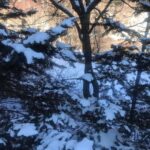 Lee Oi-soo Instagram - 지난 밤 흩날리다 그쳤던 눈발, 내가 잠든 사이 다시 내렸나 보다. 뼈마디를 모조리 해머로 작살내 버리는 듯한 통증을 견딜 수가 없어 결국 잠에서 깨어나고야 말았다. 참 지랄 같다는 생각이 들기는 하지만 통증을 느낀다는 사실은 아직 살아 있다는 증거 아니겠느냐. 범사에 하나님께 감사하라. 어디선가 그런 소리가 들리는 듯해서 찍소리 못하고 정신을 수습, 차를 마시면서 하루를 시작한다. 세월이 깡패다. 날이면 날마다 내 허락도 받지 않은 채로 빠르게 밤이 오고 빠르게 날이 샌다. 어느새 내가 일흔을 넘겨서 이런 몰골의 영육으로 옴팍 삭아 버렸단 말인가. 세월이라는 놈의 멱살이라도 잡고 한바탕 따져 보고 싶은 심경이건만 세월은 늘 잡히지 않는 거리에서 내게 냉소를 보내곤 한다. 어제는 봄이 시작된다는 절기인 입춘. 바깥을 내다보니 봄이 시작되기는 개뿔, 새하얀 눈이 발목을 덮을 정도로 쌓여 있다. 영원히 봄은 오지 않을 듯한 분위기다. 그래도 육안으로 보기에는 세상이 몹시 깨끗해졌다. 하지만 나는 알고 있다. 저건 일시적이고 부분적인 현상일 뿐이다. 세상을 만들어가는 사람들의 내면이 헛된 욕망의 구정물로 가득차 있는데 어찌 세상이 깨끗해질 수 있는가. 썩을 테면 썩어라. 가급적이면 빨리 썩어라. 빨리 썩어서 종말을 고하라. 그리하여 새 세상을 불러 들여라. 저 빌어먹을 적폐들, 그리고 아무리 세월이 흘러도 눈 멀고 귀 멀고 뇌까지 온통 썩어 문드러진 자신을 자각하지 못하는 적폐들. 그 철면피들에 대한 믿음과 존경을 악착같이 드러내야만 직성이 풀리는 무리들에게도 빠른 종말이 도래하기를 빌자. 오늘은, 존버하면서 기다린 그대에게 대박 터지는 날이 되기를.