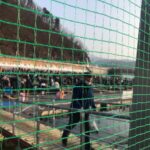 Lee Oi-soo Instagram - 어제 산천어축제장을 둘러 보았다. 한마디로 썰렁해 보였다. 화천 전지역이 주차장으로 변했던 예년에 비하면 초라하다고 해야 마땅할 분위기였다. 화천군의 잘못은 아니다. 축제에 임박해서 날씨가 따뜻해지는 바람에 얼음이 부실했고 설상가상으로 폭우까지 내려서 축제 연기가 불가피했다. 그런 상황에 코로나 바이러스까지 극성을 부리는 바람에 축제는 난항에 봉착하게 되었다. 엎친 데 덮친 격으로 동물 애호단체에서 '산천어를 괴롭히는 축제'라고 태클을 걸었고 언론까지 합세를 해서 축제를 물고 늘어졌다. 제기럴. 말이 나온 김에 짚고 넘어가자. 나는 동물 애호 단체의 진정성이 의심스럽다. 그분들은 정말로 동물을 사랑하는 것일까. 동물만 사랑하고 인간은 사랑하지 않는 것은 아닐까. 그분들은 산천어 축제에 태클을 걸기 이전에 양돈 업자나 양계 업자 기타 축산과 관련된 분들께도 똑같은 잣대를 적용해서 태클을 걸었을까. 그리고 산천어에 태클을 걸기 이전에 전어나 오징어나 새우나 멸치나 고등어나 다른 어류들을 먹거리로 삼는 단체나 축제들에도 태클을 걸었을까. 산천어 축제는 대한민국의 유일한 흑자축제다. 겨울철 세계 4대 축제로도 유명하다. 그리고 대한민국의 대표축제 이기도 하다. 산천어는 회유어다. 바다에서 살다가 산란기에 민물로 와서 알을 낳는다. 그러나 이제는 도처에 댐이 생겨 회유할 수 없는 물고기가 되었다. 동물애호단체들은 산천어축제에 태클을 걸기 이전에 한국전력공사나 한국수자원공사에 먼저 태클을 걸었어야 옳다. 이분들의 동물 사랑의 진실성을 의심하는 이유를 열거하자니 조금씩 분노가 치밀어 오른다. 산천어는 이제 자연이 키워낸 물고기가 아니다. 화천군이 알에서부터 치어를 거쳐 성어에 이르기까지 철저하게 축제용으로 관리하는 인공 물고기다. 아울러 재정자립도가 최하위인 화천에 엄청난 경제적 효과를 가져다 주는 물고기다. 물론 축제 전체가 박수를 받아야 마땅하다고는 주장하지 않겠다. 그러나 군 당국에서도 문제점들을 개선하기 위해서 노력과 고민을 아끼지 않고 있다. 당연히 생명 있는 모든 존재들은 그 존재 이유와 존재 가치가 인간과 동일하다고 보아야 마땅하다. 존중하고 사랑하는 것이 마땅하다. 벼도 생명이 있고 콩도 생명이 있고 감자도 생명이 있고 고구마도 생명이 있고 배추도 생명이 있고 쑥갓도 생명이 있고 마늘도 생명이 있고 고추도 생명이 있고 사과도 생명이 있고 살구도 생명이 있다. 어찌 가치있고 사랑스러운 그것들을 먹어 치울 수 있겠는가. 잔인하지 않은가. 그러니 앞으로는 자갈이나 진흙을 구워서 케첩을 발라 먹거나 양념장에 비벼 먹도록 하자. 오케이?