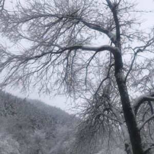 Lee Oi-soo Instagram - 새벽까지 깨어 있습니다. 경제적인 문제들이 엄청난 중량감으로 심장을 압박하고 있습니다. 염병할, 며칠째 불면에 시달리고 있는 중입니다. 
다목리는 아직 엄동설한. 봄은 아무런 징조도 보이지 않고 있습니다. 지까짓게  안 오기야 하겠습니까만 그래도 마음이 자꾸만 초조해집니다. 
화천군 상서면 다목리 감성마을 이외수문학관. 우라질 놈의 코로나19 때문에 사람들의 발길은 오래 전에 끊어져 버린 상태입니다. 고립무원. 제 개인적 입장으로는 어려움도 외로움도 아픔도 위로받거나 하소연할 데가 없습니다. 가끔은 불현듯 자살충동까지 느껴지곤 합니다. 우울증 초기증상인지도 모릅니다. 
하지만 제가 누굽니까. 
존버교의 창시자 아닙니까. 
대한민국의 척박한 세월을 무려 칠십오년이나 존나게 버티면서 살아온 시정잡배입니다. 김일성도 겪었고 김정일도 겪었고 김정은을 현재 겪고 있는 상태입니다. 뿐만 아니라 이승만 장기독재도 겪었고 박정희 군부독재도 겪었습니다. 전두환, 이명박, 박근혜는 떠올리기만 해도 화가 치밀어 오르고 소름이 끼치는 대통령들이었습니다. 
파란만장한 인생을 살아오면서, 결핵도 극복했고, 위암도 극복했고, 폐기흉도 극복했고, 유방암도 극복했습니다. 그리고 지금은 발기부전에 전립선비대증을 보유하고 있습니다. 뿐만 아니라 이런저런 사정으로 빚더미에 깔려 질식 직전에 놓여 있습니다.
그래도 저는 존버만복래라는 말을 불경이나 성경처럼 신봉하면서 살아갑니다. 하늘이 무너져도 솟아날 구멍이 있다는 속담도 수시로 읊조리면서 살아갑니다. 
누구에게나 아침은 옵니다. 
희망과 용기를 잃지 않겠습니다.
오늘도 기쁜 일만 그대에게.
존버.