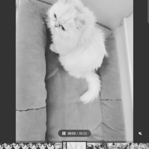 Lee Sang-min Instagram - 또또야 ... 잘가..... 12년동안 날 지켜줘서 고마워... 그곳에서는 아프지마.... 내새끼.... 사랑해... 너때문에 내가 버틸수있었어..... 사랑해.... 너랑 함께 해서 너무 행복했어.. 또 나한테 와... 너무너무 사랑해...
