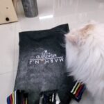 Lee Sang-min Instagram – 태그도 떼지않은 내가 아끼는 가방에서 몇밤 잤니? 또또얌 !!!! #찡 #또 랑 주말보내기 2