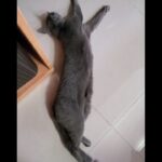 Lee Sang-min Instagram - 우쨔짜짜짜~~ woo~zzazzazzazza~~~ giveup ㅡ ㅡ 오늘도 화이팅 ~~^^ #cat #catstagram 찡코~
