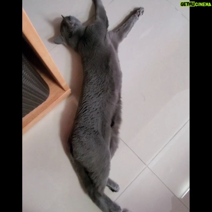 Lee Sang-min Instagram - 우쨔짜짜짜~~ woo~zzazzazzazza~~~ giveup ㅡ ㅡ 오늘도 화이팅 ~~^^ #cat #catstagram 찡코~