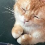 Lee Sun-mi Instagram - 우리 귀여운 고양이가 액정을 와암 깨버려서 사진들이 다 날아간 점 하나도 안억울해 사과도 받았어 그럼 됐어🥹🧡 All Around the World
