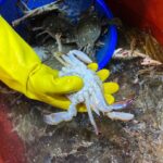 Lee Yeong-jin Instagram - 🦀 #소래포구어시장 🦐🦞🦀🦑🐙