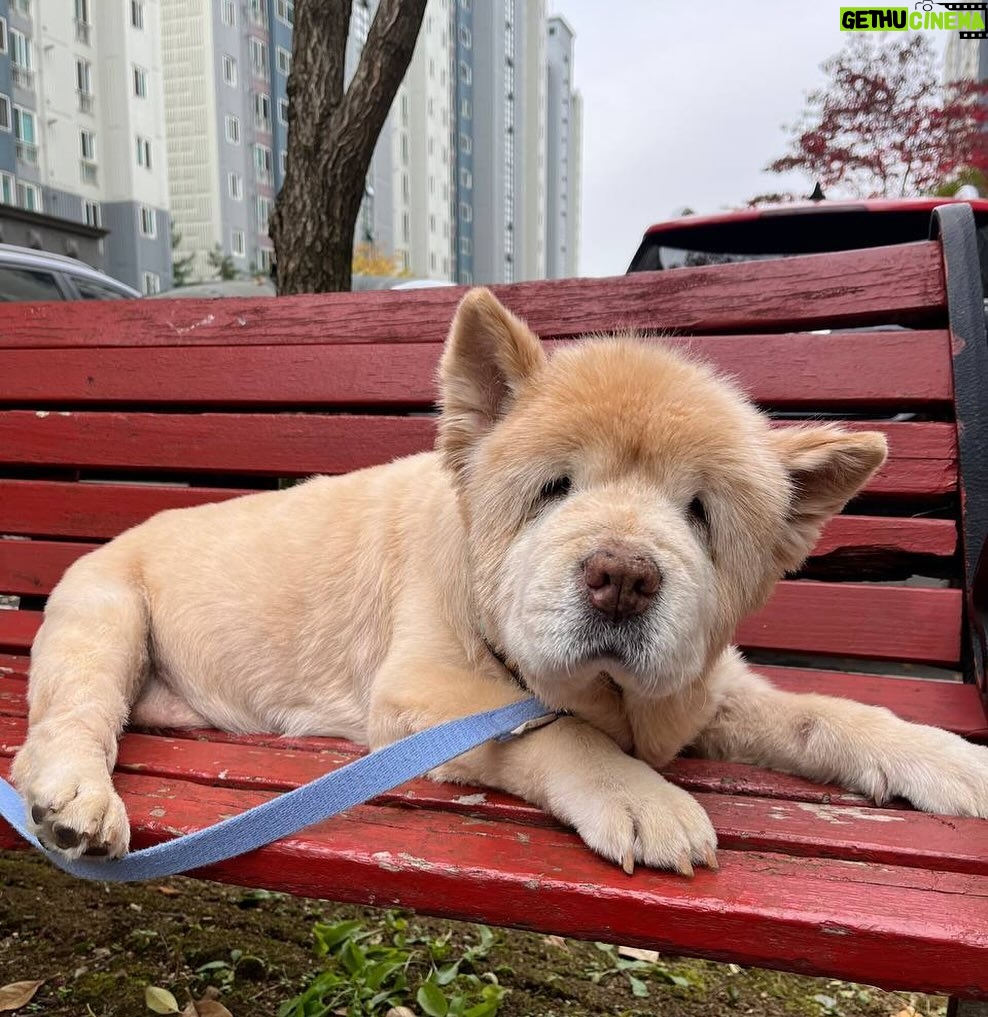 Lee Yeong-jin Instagram - 사랑하는 김도훈 영화평론가(@closer21) 지목으로 “개 식용 종식을 기원하는 모두가 함께하는 챌린지 (A Relay Campaign for Passage of Anti-Dog Meat Bill in South Korea)” 에 동참합니다. 개 식용 금지 법안이 통과되는 그날까지. 다음 주자로 배정훈PD (@humanejh) 와 배우 봉태규(@taegyu_bong )지목합니다. 개 식용 금지법 제정을 위한 챌린지 방법은 다음과 같습니다. 1. 간단한 문구와 함께 자유로이 사진을 찍어 sns에 올린다. 2. 개식용 종식 법안통과를 기원하며 관련문구나 국회소관위, 국회의원등을 태그한다. 3. 다음주자 2-3인을 태그한다 #지목받지않아도본인이그냥시작할수있다 #개식용종식 #농림축산해양수산위원회 #소병훈의원 #어기구의원 #이달곤의원 #김승남의원 #서삼석의원 #신정훈의원 #안호영의원 #위성곤의원 #윤재갑의원 #윤준병의원 #이원택의원 #주철현의원 #박덕흠의원 #안병길의원 #이양수의원 #정희용의원 #최춘식의원 #홍문표의원 #윤미향의원