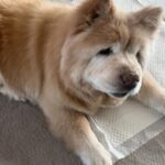 Lee Yeong-jin Instagram - 새해 복 많이 받으세요 🙇🏻‍♀️