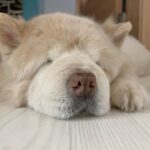 Lee Yeong-jin Instagram - 내 눈엔 아직 한참 애기인데… 이렇게 예쁜데… 정말 얼마 남지 않았을까봐… 겁이 난다.