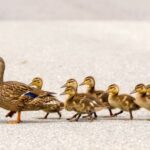 Leeza Gibbons Instagram - Have you ever heard someone say, “I just have to get my ducks in a row” before they get going? Do you ever feel you have to get things “set up” or get your scheduled cleared up before you start something? It’s a trap and a delay tactic. To help you avoid it, think of this. When a mother duck wants to gather up the duckings and lead them somewhere, she never waits for them to get in a row. She just starts walking and then they fall in line. It’s the same with each of us. All we have to do it take the first step. (From my book Fierce Optimism) #takethestep #ducksinarow #delaytactics #resetyourmind