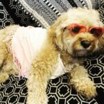 Lenka Instagram - Even Django has Barbie fever! 💕🐶🦄💖