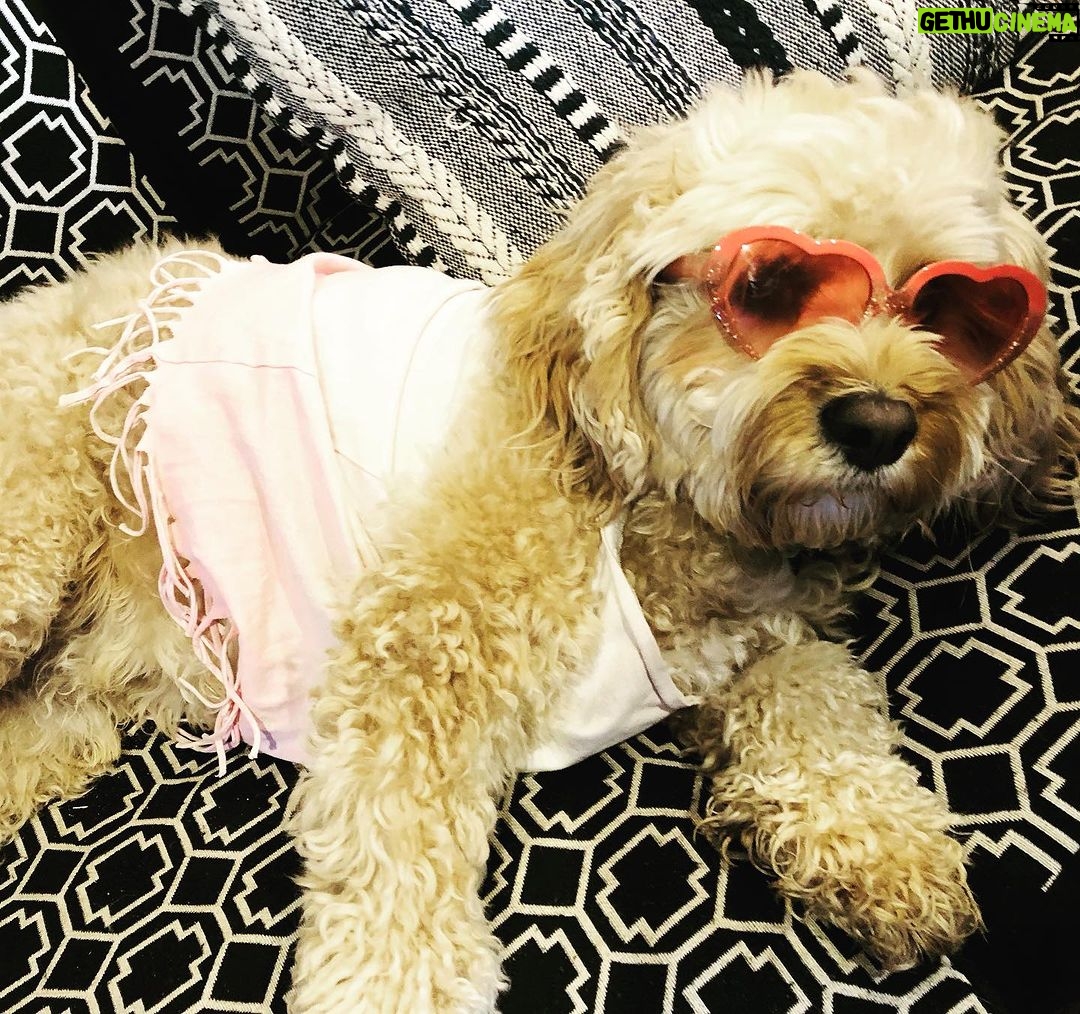 Lenka Instagram - Even Django has Barbie fever! ππΆπ¦π