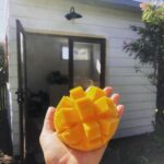 Lenka Instagram - It’s gonna be a mango and craft-shed season for me 🥭⛱️✂️ Australia