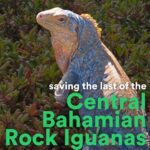 Leonardo DiCaprio Instagram – Saving the Endangered Central Bahamian Rock Iguana.

This striking species is threatened by invasive species and habitat loss and only remains on less than 1% of its former range in the Caribbean. 

@rewild and @faunafloraint have partnered with the @bahamasnationaltrust to create a five-year Conservation Action Plan to protect this species. Together we are committed to ensuring a future where the Central Bahamian Rock Iguana thrives once again. 

Hear from Giselle Deane, senior science officer, of The Bahamas National Trust on this endemic iguana species. #RewildTheCaribbean

The development of this action plan and the workshop was supported by Re:wild, Fauna & Flora and the Critical Ecosystem Partnership Fund under the project “Call to Action: Action Planning for Endangered Caribbean Species” (2023-2026), which aims to create enabling conditions for the recovery of priority threatened species in Antigua & Barbuda, The Bahamas, Jamaica, Saint Lucia, and St. Vincent & the Grenadines.

Video: Justin Springer, Re:wild Caribbean program officer 

#SavingNatureTogether @cepf_official @Worldbank @canari_caribbean