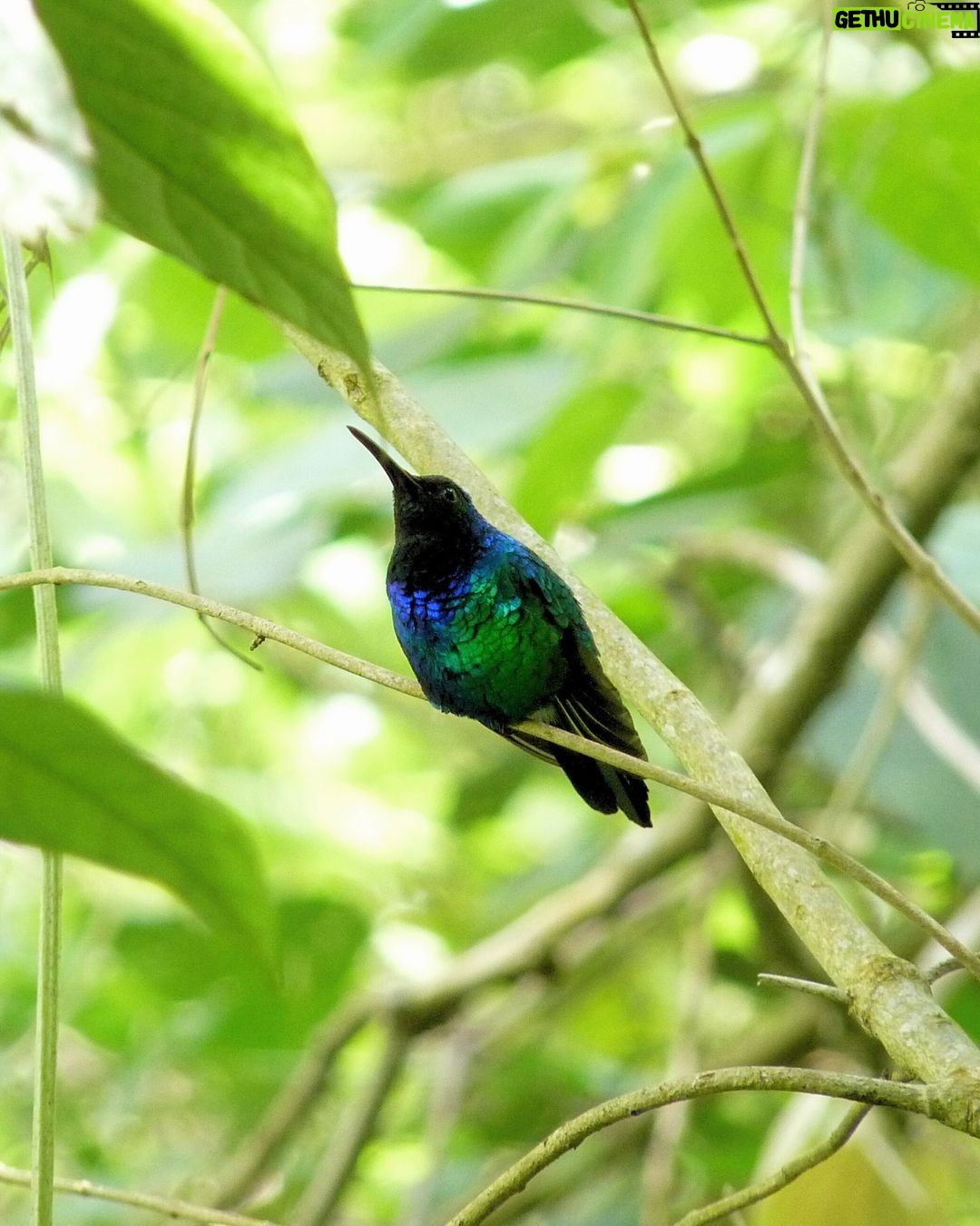 Leonardo DiCaprio Instagram - A groundbreaking study unravels the science of rediscovering lost species. The study’s authors—a team of researchers across the globe, including conservationists from @rewild—found that 856 tetrapod species (four-limbed animals; mammals, birds, reptiles and amphibians) are currently lost to science. The paper also reveals what we often see with the world’s most wanted lost species: that while many species are difficult to find, new techniques and a bit of effort can result in incredible rediscoveries and conservation measures. “Everything is connected,” Christina Biggs, study co-author and Re:wild lost species officer, told @scientific_american. “Every single species does matter. It behaves in an ecosystem and fulfills a purpose within it that then underpins all of the life that we have on Earth.” Link in bio to learn more. Photo: A male Santa Marta Sabrewing. The species was rediscovered in Colombia’s Sierra Nevada de Santa Marta.