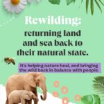 Leonardo DiCaprio Instagram – 🟢 Rewilding—in its simplest form—is about bringing the wild back in balance with people.
Swipe for some tips on how to start rewilding, wherever you are—in your homes, communities, and online and learn about a few of our partners and collaborators:
@RewildYourCampus, a movement that aims to transform campuses into vibrant, sustainable, and safe environments.
@mndiaye_97, @blackforager, and @queerbrownvegan, creators who manage to weave in biodiversity and (intersectional) environmental themes into their viral content.