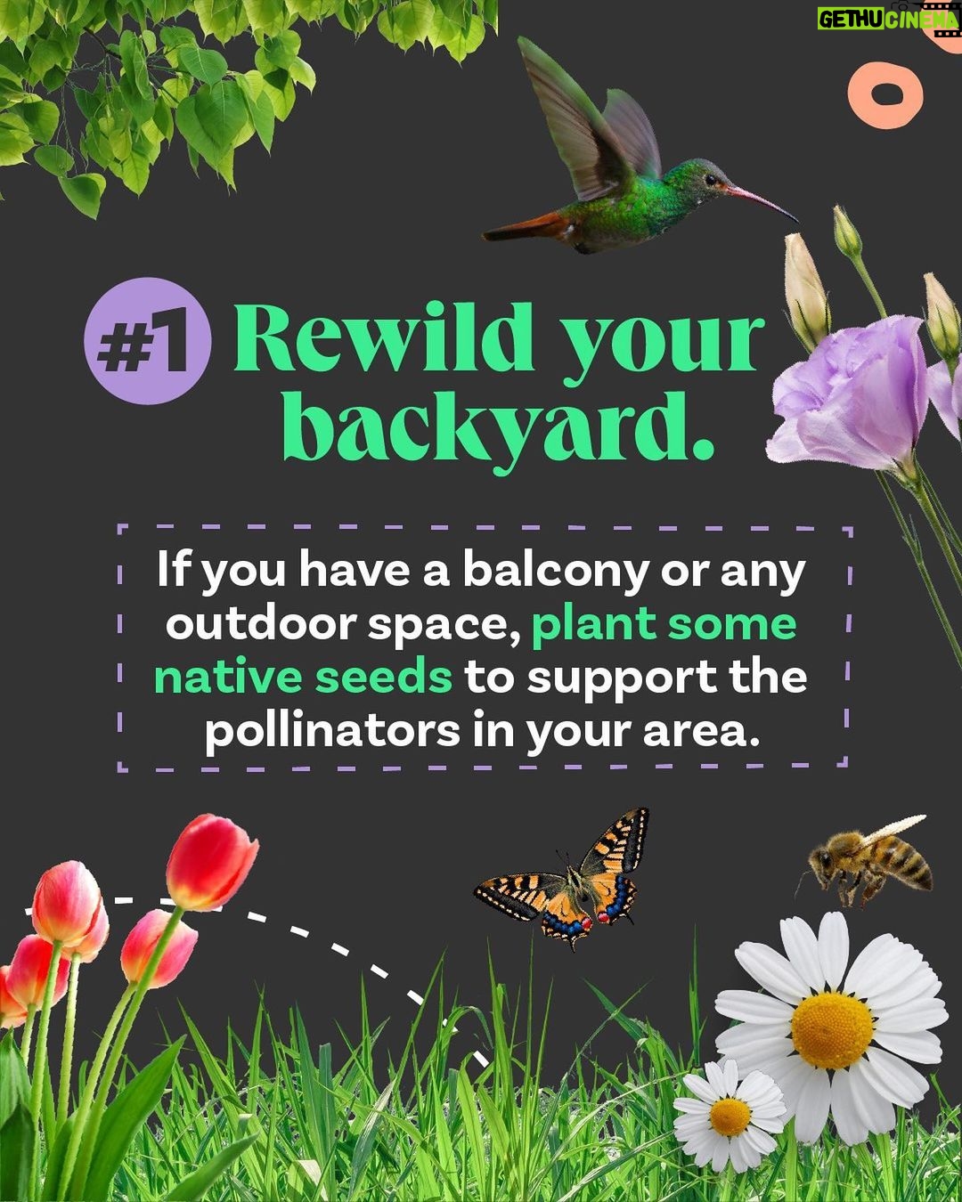 Leonardo DiCaprio Instagram - 🟢 Rewilding—in its simplest form—is about bringing the wild back in balance with people. Swipe for some tips on how to start rewilding, wherever you are—in your homes, communities, and online and learn about a few of our partners and collaborators: @RewildYourCampus, a movement that aims to transform campuses into vibrant, sustainable, and safe environments. @mndiaye_97, @blackforager, and @queerbrownvegan, creators who manage to weave in biodiversity and (intersectional) environmental themes into their viral content.