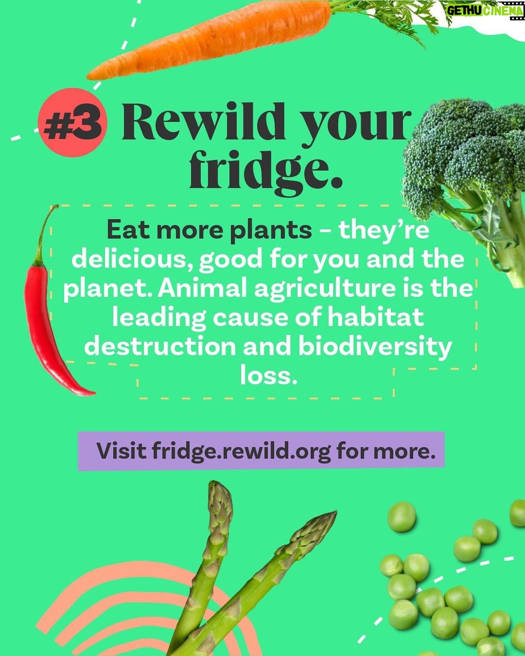 Leonardo DiCaprio Instagram - 🟢 Rewilding—in its simplest form—is about bringing the wild back in balance with people. Swipe for some tips on how to start rewilding, wherever you are—in your homes, communities, and online and learn about a few of our partners and collaborators: @RewildYourCampus, a movement that aims to transform campuses into vibrant, sustainable, and safe environments. @mndiaye_97, @blackforager, and @queerbrownvegan, creators who manage to weave in biodiversity and (intersectional) environmental themes into their viral content.