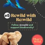 Leonardo DiCaprio Instagram – 🟢 Rewilding—in its simplest form—is about bringing the wild back in balance with people.
Swipe for some tips on how to start rewilding, wherever you are—in your homes, communities, and online and learn about a few of our partners and collaborators:
@RewildYourCampus, a movement that aims to transform campuses into vibrant, sustainable, and safe environments.
@mndiaye_97, @blackforager, and @queerbrownvegan, creators who manage to weave in biodiversity and (intersectional) environmental themes into their viral content.