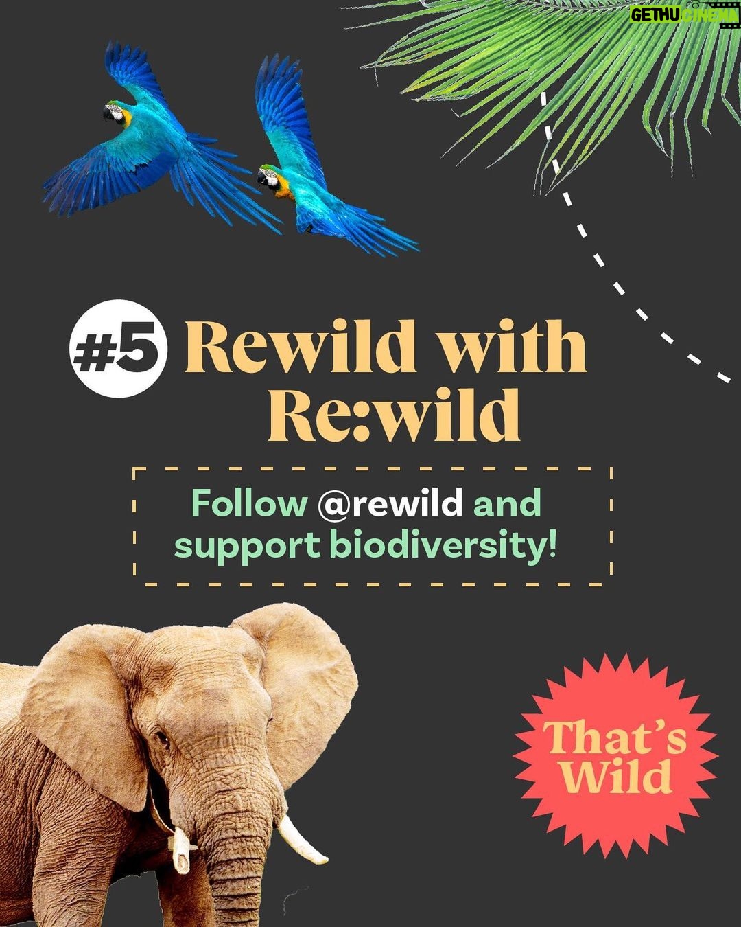 Leonardo DiCaprio Instagram - 🟢 Rewilding—in its simplest form—is about bringing the wild back in balance with people. Swipe for some tips on how to start rewilding, wherever you are—in your homes, communities, and online and learn about a few of our partners and collaborators: @RewildYourCampus, a movement that aims to transform campuses into vibrant, sustainable, and safe environments. @mndiaye_97, @blackforager, and @queerbrownvegan, creators who manage to weave in biodiversity and (intersectional) environmental themes into their viral content.