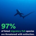 Leonardo DiCaprio Instagram – The first-ever UN report on migratory species reveals the shocking state of species, such as Monarch Butterflies, Northern Right Whales and Green Sea Turtles. Written by the Convention on the Conservation of Migratory Species of Wild Animals (CMS), a UN biodiversity treaty, this new report reveals the increased risk of extinction for thousands of species globally.
Most shockingly, nearly all – 97% – of listed fish species are threatened with extinction. Over half – 51% – of Key Biodiversity Areas identified as important for migratory animals listed in the CMS do not have protected status. The two greatest threats to these migratory species are overexploitation and habitat destruction due to human activity.
My organization, @rewild and their partners are working to protect and restore habitat critical for migratory species, including islands, breeding and wintering grounds, and ecological corridors.
Photo credits: Getty Images
1.) Saiga antelope
2.) Thresher Shark
3.) Andean Condor
