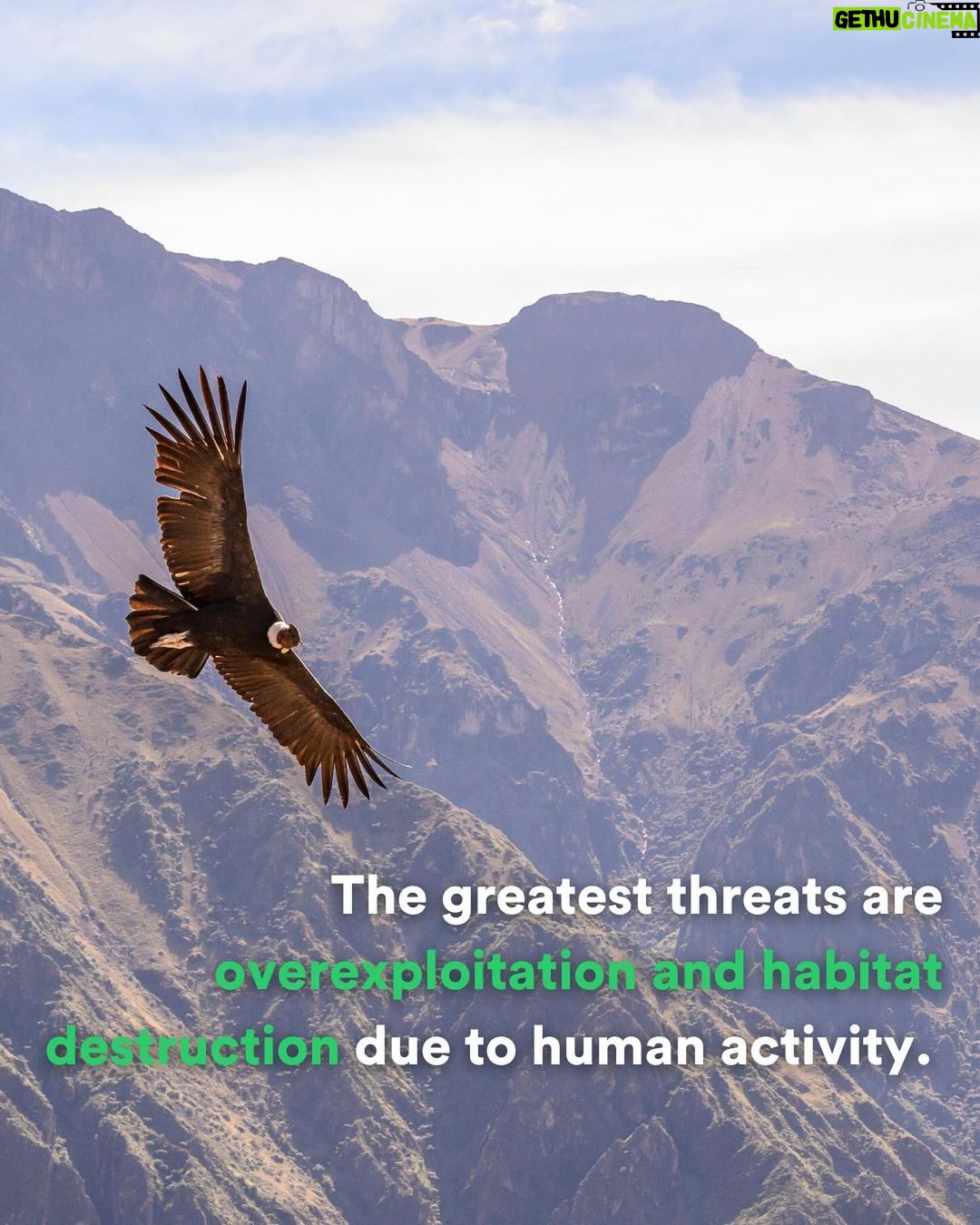 Leonardo DiCaprio Instagram - The first-ever UN report on migratory species reveals the shocking state of species, such as Monarch Butterflies, Northern Right Whales and Green Sea Turtles. Written by the Convention on the Conservation of Migratory Species of Wild Animals (CMS), a UN biodiversity treaty, this new report reveals the increased risk of extinction for thousands of species globally. Most shockingly, nearly all - 97% - of listed fish species are threatened with extinction. Over half - 51% - of Key Biodiversity Areas identified as important for migratory animals listed in the CMS do not have protected status. The two greatest threats to these migratory species are overexploitation and habitat destruction due to human activity. My organization, @rewild and their partners are working to protect and restore habitat critical for migratory species, including islands, breeding and wintering grounds, and ecological corridors. Photo credits: Getty Images 1.) Saiga antelope 2.) Thresher Shark 3.) Andean Condor