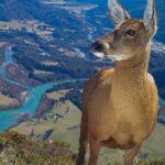 Leonardo DiCaprio Instagram – These striking shots of Huemul Deer reveal the struggle this Endangered species faces for survival. Suburban sprawl in Chilean Patagonia from towns like Futaleufú (pictured in the distance) has driven this species from its historic range. Additionally, the presence of livestock and feral dogs has left Huemul Deer unable to occupy lower-elevation ecosystems with better food sources. Instead, they have been pushed to higher elevations away from human development, where the vegetation is sparse and less nutritious. With only 1,500 individuals remaining this is a significant threat to their survival – Huemul Deer are considered the Americas’ most Endangered deer.
This scene was taken with camera traps installed by @rewild partner @rewildingchile, an offspring of @tompkins_conservation, in collaboration with the Chilean Forestry Service. Their scientists note that this is one of the most difficult places where they monitor Huemul Deer. Tompkins Conservation and Rewilding Chile co-created the huemul monitoring program to help protect this Endangered species. Rewilding Chile launched the Chilean Huemul Corridor, a public-private initiative with the Chilean Forestry Service and Livestock and Wildlife Agency to recover the species and protect Patagonian ecosystems.
Photo credit: Rewilding Chile