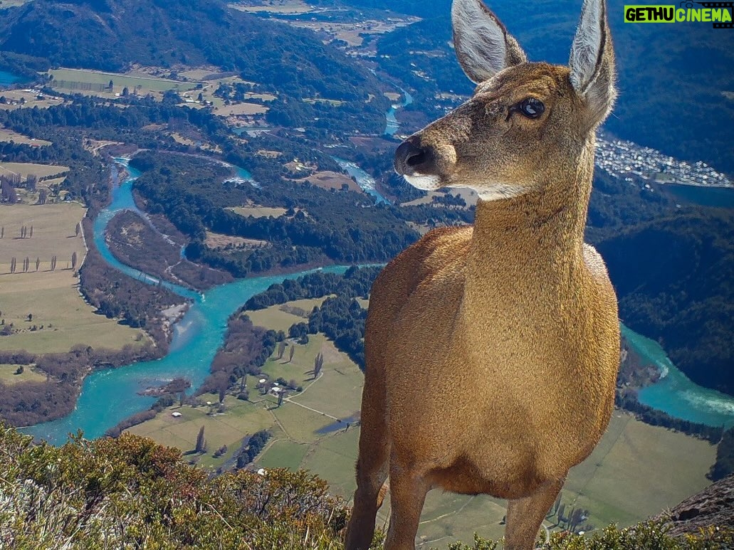 Leonardo DiCaprio - 297.3K Likes - These striking shots of Huemul Deer reveal the struggle this Endangered species faces for survival. Suburban sprawl in Chilean Patagonia from towns like Futaleufú (pictured in the distance) has driven this species from its historic range. Additionally, the presence of livestock and feral dogs has left Huemul Deer unable to occupy lower-elevation ecosystems with better food sources. Instead, they have been pushed to higher elevations away from human development, where the vegetation is sparse and less nutritious. With only 1,500 individuals remaining this is a significant threat to their survival - Huemul Deer are considered the Americas’ most Endangered deer.
This scene was taken with camera traps installed by @rewild partner @rewildingchile, an offspring of @tompkins_conservation, in collaboration with the Chilean Forestry Service. Their scientists note that this is one of the most difficult places where they monitor Huemul Deer. Tompkins Conservation and Rewilding Chile co-created the huemul monitoring program to help protect this Endangered species. Rewilding Chile launched the Chilean Huemul Corridor, a public-private initiative with the Chilean Forestry Service and Livestock and Wildlife Agency to recover the species and protect Patagonian ecosystems.
Photo credit: Rewilding Chile