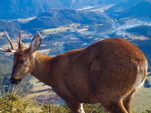 Leonardo DiCaprio Instagram - These striking shots of Huemul Deer reveal the struggle this Endangered species faces for survival. Suburban sprawl in Chilean Patagonia from towns like Futaleufú (pictured in the distance) has driven this species from its historic range. Additionally, the presence of livestock and feral dogs has left Huemul Deer unable to occupy lower-elevation ecosystems with better food sources. Instead, they have been pushed to higher elevations away from human development, where the vegetation is sparse and less nutritious. With only 1,500 individuals remaining this is a significant threat to their survival - Huemul Deer are considered the Americas’ most Endangered deer.

This scene was taken with camera traps installed by @rewild partner @rewildingchile, an offspring of @tompkins_conservation, in collaboration with the Chilean Forestry Service. Their scientists note that this is one of the most difficult places where they monitor Huemul Deer. Tompkins Conservation and Rewilding Chile co-created the huemul monitoring program to help protect this Endangered species. Rewilding Chile launched the Chilean Huemul Corridor, a public-private initiative with the Chilean Forestry Service and Livestock and Wildlife Agency to recover the species and protect Patagonian ecosystems.

Photo credit: Rewilding Chile