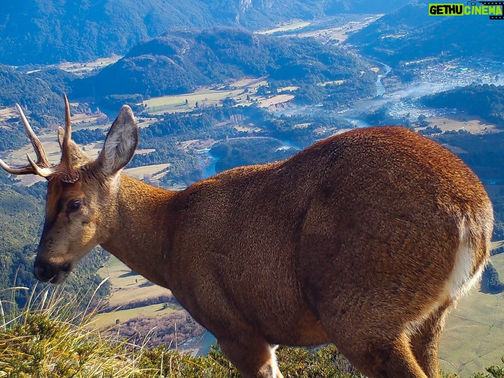 Leonardo DiCaprio - 297.3K Likes - These striking shots of Huemul Deer reveal the struggle this Endangered species faces for survival. Suburban sprawl in Chilean Patagonia from towns like Futaleufú (pictured in the distance) has driven this species from its historic range. Additionally, the presence of livestock and feral dogs has left Huemul Deer unable to occupy lower-elevation ecosystems with better food sources. Instead, they have been pushed to higher elevations away from human development, where the vegetation is sparse and less nutritious. With only 1,500 individuals remaining this is a significant threat to their survival - Huemul Deer are considered the Americas’ most Endangered deer.
This scene was taken with camera traps installed by @rewild partner @rewildingchile, an offspring of @tompkins_conservation, in collaboration with the Chilean Forestry Service. Their scientists note that this is one of the most difficult places where they monitor Huemul Deer. Tompkins Conservation and Rewilding Chile co-created the huemul monitoring program to help protect this Endangered species. Rewilding Chile launched the Chilean Huemul Corridor, a public-private initiative with the Chilean Forestry Service and Livestock and Wildlife Agency to recover the species and protect Patagonian ecosystems.
Photo credit: Rewilding Chile
