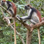 Leonardo DiCaprio Instagram – A new protected area has been established to safeguard the Endangered Zanzibar Red Colobus. Conservationists have worked for 7+ years on the archipelago of Zanzibar to make the Kidikotundu-Nongwe-Vundwe Reserve a reality. This protected area now protects roughly 500 individuals of this Endangered primate – representing over 10% of their entire global population.
Total population surveys over a number of years, assessed the abundance and distribution of the Zanzibar Red Colobus. This allowed conservationists to understand the need for additional protected areas and their locations. In addition to protecting primates, this reserve is home to the Critically Endangered Hawksbill Sea Turtle, Endangered Aders’ Duiker, Zanzibar Slender Mongoose, and Rufous Elephant Shrew.
Considered the most threatened group of monkeys across mainland Africa, red colobus are in dire need of conservation action. My organization, Re:wild, has worked with over 160 conservationists to develop a comprehensive Red Colobus Conservation Action Plan that addresses the most urgent needs for red colobus to ensure their survival. We are dedicated to preserving these primates and their forest habitats, helping shine a spotlight on efforts to protect them.
The creation of Kidikotundu-Nongwe-Vundwe Reserve was funded in part by @rainforesttrust, Margot Marsh, @thewcs, and @rewild.
Photo credit: Tim Davenport