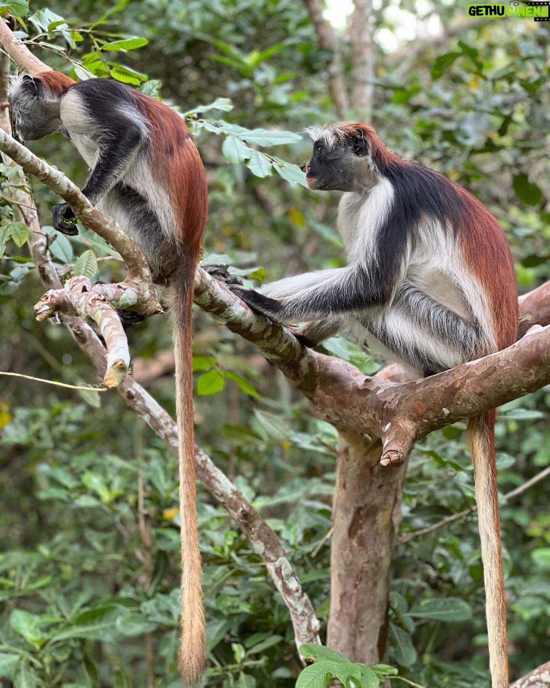 Leonardo DiCaprio Instagram - A new protected area has been established to safeguard the Endangered Zanzibar Red Colobus. Conservationists have worked for 7+ years on the archipelago of Zanzibar to make the Kidikotundu-Nongwe-Vundwe Reserve a reality. This protected area now protects roughly 500 individuals of this Endangered primate - representing over 10% of their entire global population. Total population surveys over a number of years, assessed the abundance and distribution of the Zanzibar Red Colobus. This allowed conservationists to understand the need for additional protected areas and their locations. In addition to protecting primates, this reserve is home to the Critically Endangered Hawksbill Sea Turtle, Endangered Aders’ Duiker, Zanzibar Slender Mongoose, and Rufous Elephant Shrew. Considered the most threatened group of monkeys across mainland Africa, red colobus are in dire need of conservation action. My organization, Re:wild, has worked with over 160 conservationists to develop a comprehensive Red Colobus Conservation Action Plan that addresses the most urgent needs for red colobus to ensure their survival. We are dedicated to preserving these primates and their forest habitats, helping shine a spotlight on efforts to protect them. The creation of Kidikotundu-Nongwe-Vundwe Reserve was funded in part by @rainforesttrust, Margot Marsh, @thewcs, and @rewild. Photo credit: Tim Davenport