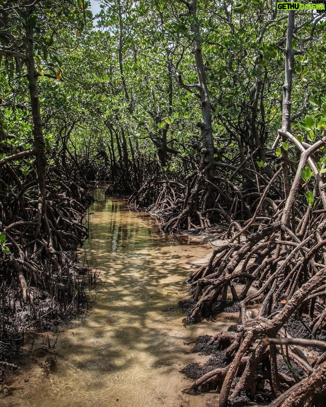 Leonardo DiCaprio Instagram - A new protected area has been established to safeguard the Endangered Zanzibar Red Colobus. Conservationists have worked for 7+ years on the archipelago of Zanzibar to make the Kidikotundu-Nongwe-Vundwe Reserve a reality. This protected area now protects roughly 500 individuals of this Endangered primate - representing over 10% of their entire global population. Total population surveys over a number of years, assessed the abundance and distribution of the Zanzibar Red Colobus. This allowed conservationists to understand the need for additional protected areas and their locations. In addition to protecting primates, this reserve is home to the Critically Endangered Hawksbill Sea Turtle, Endangered Aders’ Duiker, Zanzibar Slender Mongoose, and Rufous Elephant Shrew. Considered the most threatened group of monkeys across mainland Africa, red colobus are in dire need of conservation action. My organization, Re:wild, has worked with over 160 conservationists to develop a comprehensive Red Colobus Conservation Action Plan that addresses the most urgent needs for red colobus to ensure their survival. We are dedicated to preserving these primates and their forest habitats, helping shine a spotlight on efforts to protect them. The creation of Kidikotundu-Nongwe-Vundwe Reserve was funded in part by @rainforesttrust, Margot Marsh, @thewcs, and @rewild. Photo credit: Tim Davenport